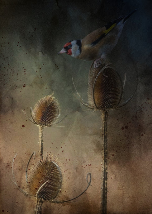 Artistic depiction of a Goldfinch bird perched on a thistle with a textured hued  background