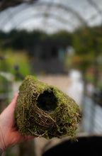 Load image into Gallery viewer, Foggy Bummers Photo of a Wren&#39;s Nest
