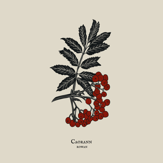 Foggy Bummers Art Print of Rowan Leaf and Berries